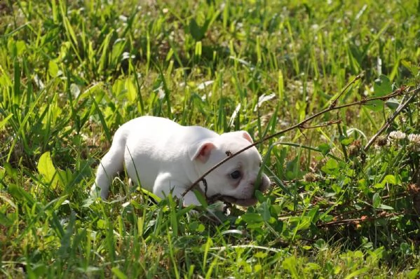bouledogue francese cuccioli disponibili | Foto 1