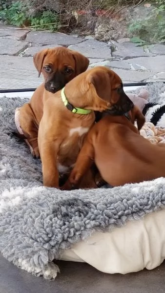 cuccioli rhodesian ridgeback maschio e femmina