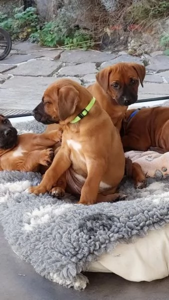 cuccioli rhodesian ridgeback maschio e femmina | Foto 2