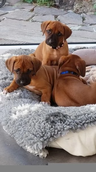 cuccioli rhodesian ridgeback maschio e femmina | Foto 1