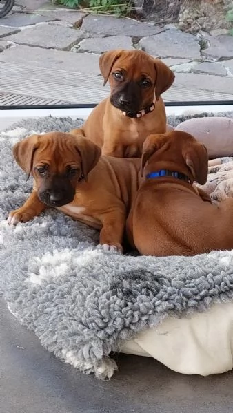 cuccioli rhodesian ridgeback maschio e femmina | Foto 0