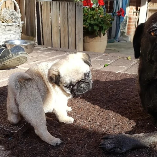 disponibili cuccioli carlino | Foto 6