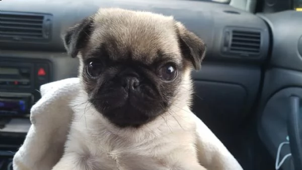 disponibili cuccioli carlino | Foto 5