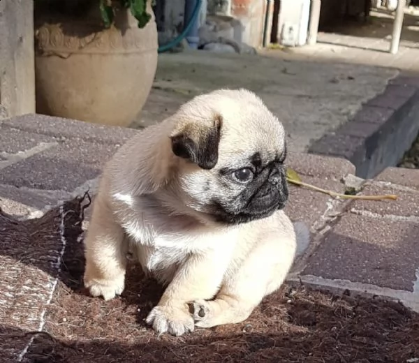 disponibili cuccioli carlino