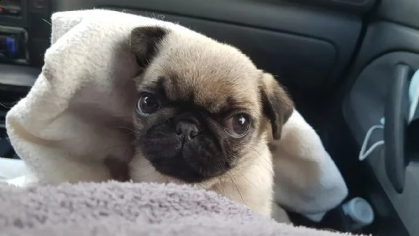 disponibili cuccioli carlino | Foto 4