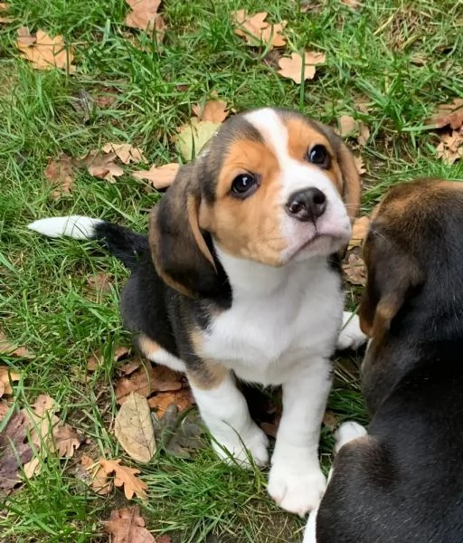 disponibili cuccioli beagle  | Foto 0