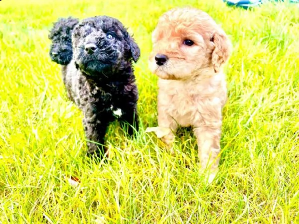 cuccioli di barboncino standard / king poodle con pedigree | Foto 3