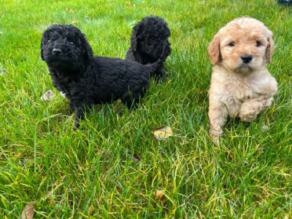 cuccioli di barboncino standard / king poodle con pedigree | Foto 1