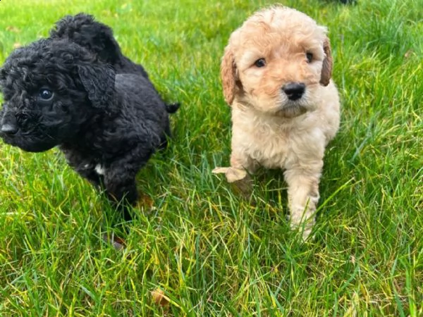 cuccioli di barboncino standard / king poodle con pedigree