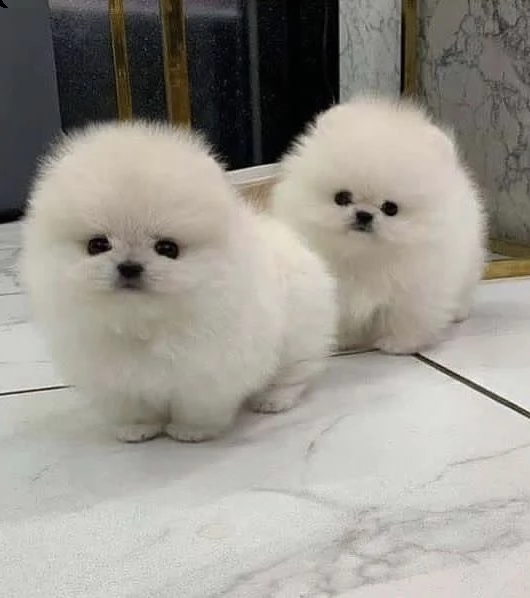 regalo  volpino pomerania mini toy()() | Foto 0