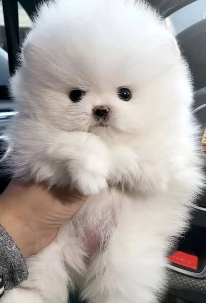 regalo  volpino pomerania mini toy()()