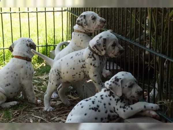 straordinari cuccioli dalmazia con pedigree
