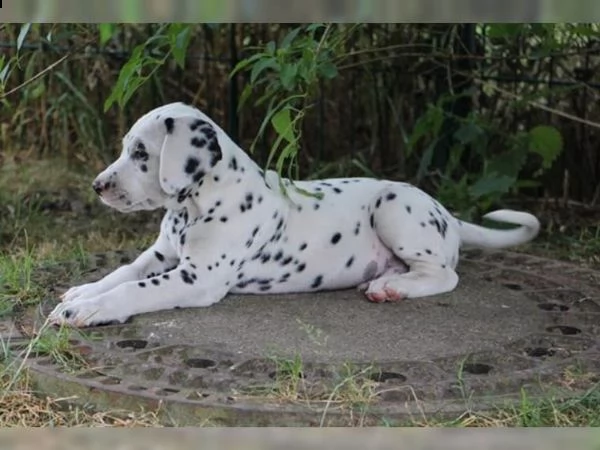straordinari cuccioli dalmazia con pedigree | Foto 5
