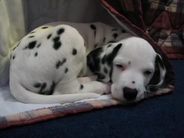 straordinari cuccioli dalmazia con pedigree | Foto 3