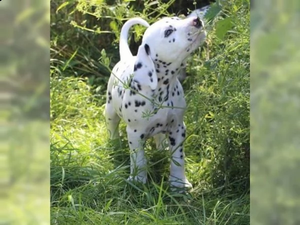 straordinari cuccioli dalmazia con pedigree | Foto 0