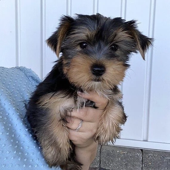 yorkie puppies maschi e femmine (+34631716322)