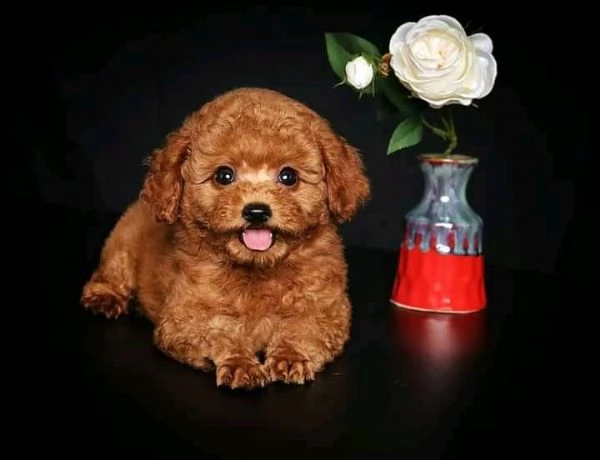 cuccioli barboncino nano albicocca!!!!