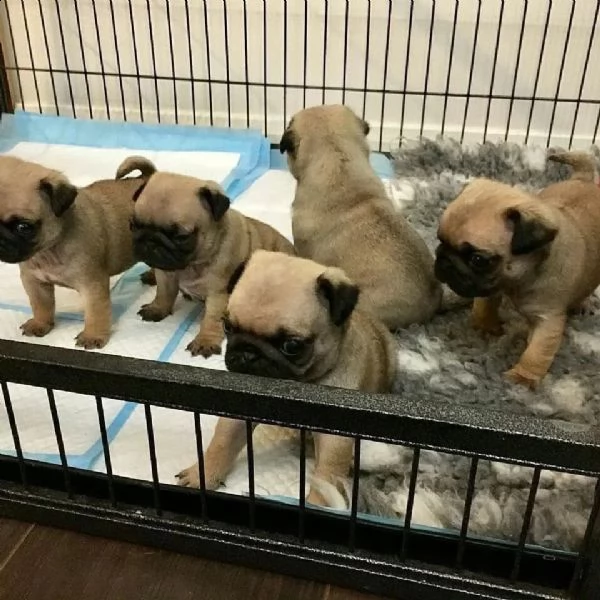 adorabili cuccioli di carlino (+34631716322)