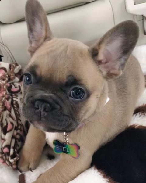 bulldog francesi per il reinserimento (+34631716322)