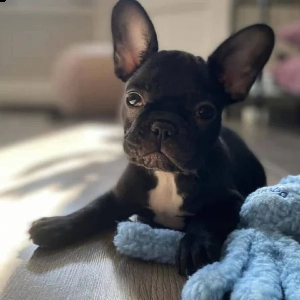 cuccioli di bulldog francese(+34631716322)