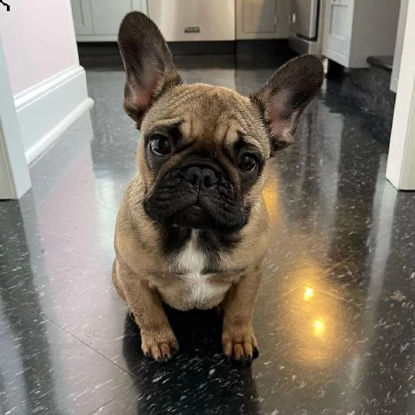 cuccioli di bulldog francese di qualità (+34631716322)