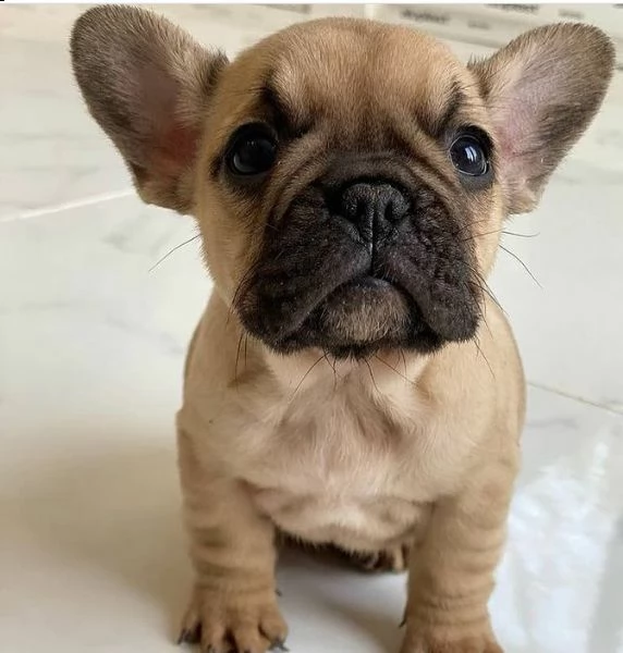 eccellente bulldog francese (+34631716322)