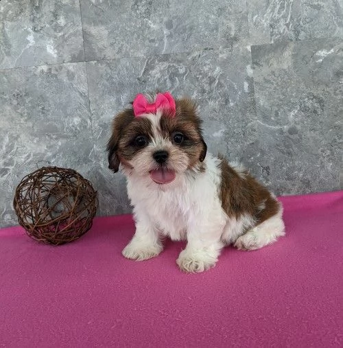 regalo cuccioli shih tzu .
