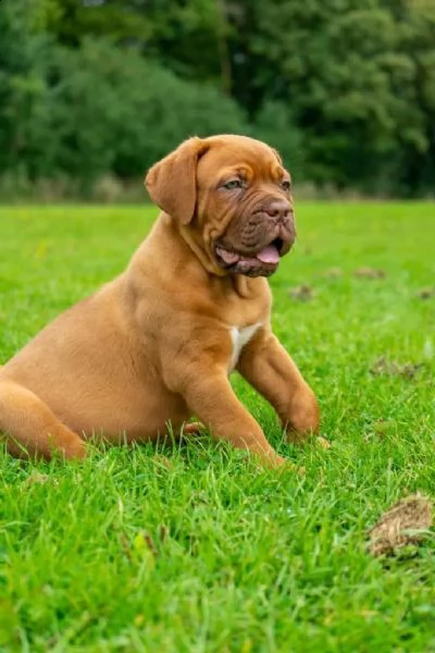  regalo cuccioli di dogue de bordeaux 