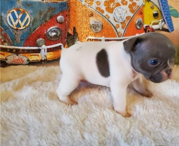 cuccioli di bulldog francese per l'adozione