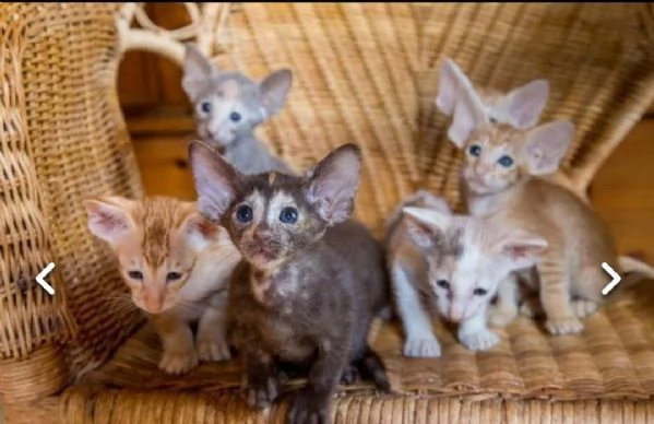 gattini orientale  in regalo