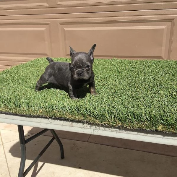 cuccioli di bulldog francese economico