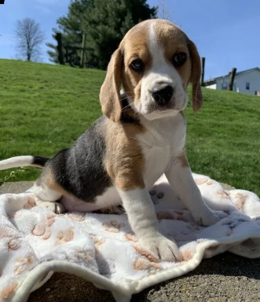  regalo beagle cuccioli per l'adozione bellissima cucciolata cerca nuova famiglia, 4 maschi e 3 femm