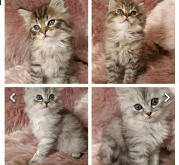 adorabili gattini persiani in regalo
