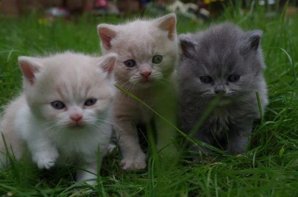 digitare meravigliosi gattini british in regalo