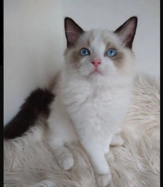 gattini ragdoll  in regalo...