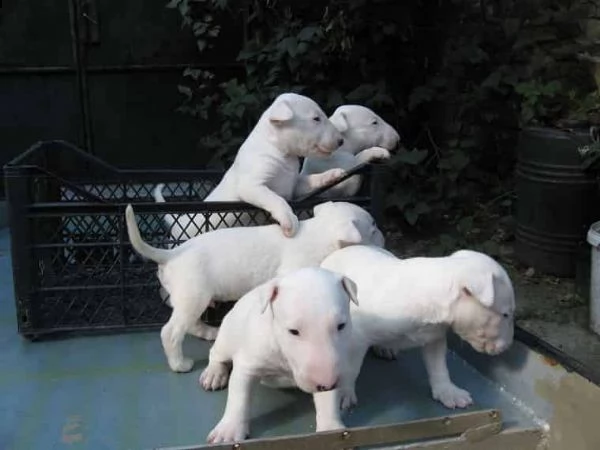adorabili cuccioli di bull terrier in regalo