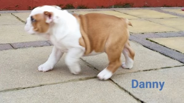 regalo bulldog inglese cuccioli disponibili...