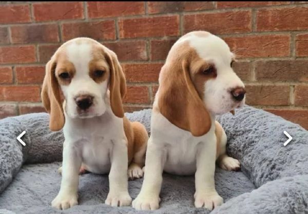regalo cuccioli di beagle..