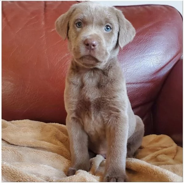 bello labrador , maschio e femmina, in regalo..