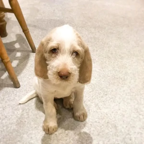 spinone 