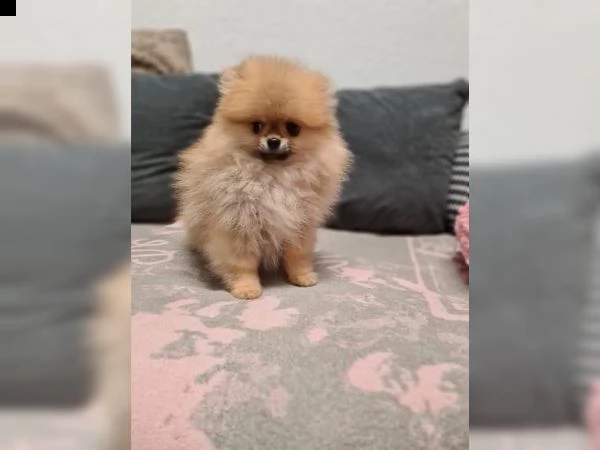  vendita cucciolo cuccioli si spitz orange