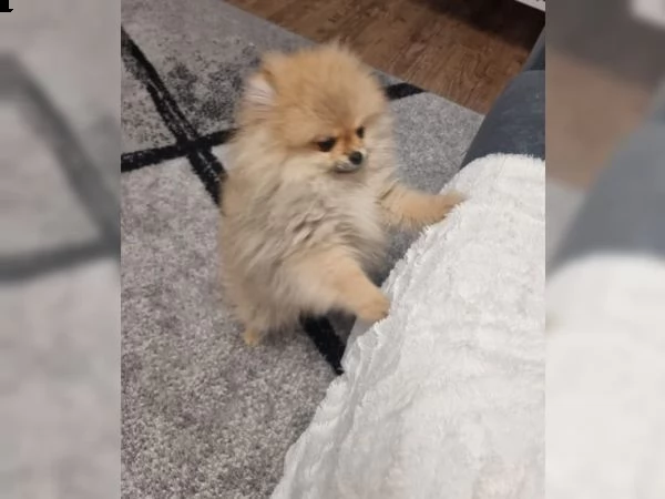  vendita cucciolo cuccioli di spitz di pomerania scampagn | Foto 1