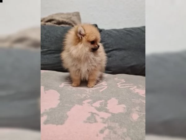  vendita cucciolo cuccioli di spitz di pomerania scampagn | Foto 0