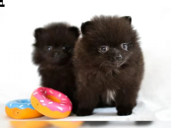  vendita cucciolo cuccioli di spitz della pomerania fenomenali | Foto 3