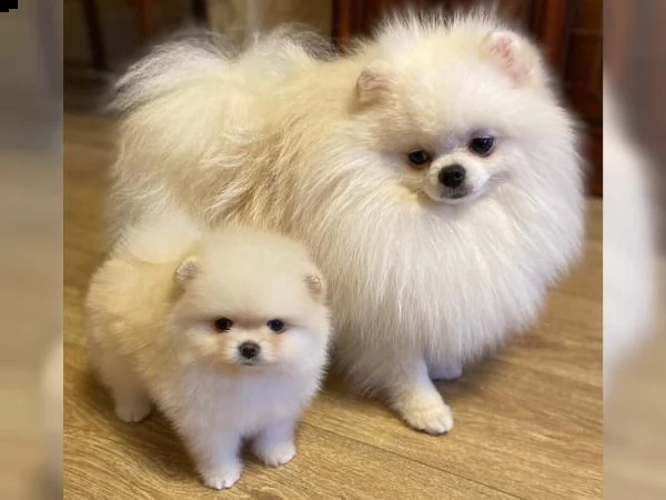  vendita cucciolo cuccioli di spitz della pomerania fenomenali | Foto 2