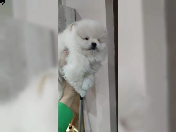  vendita cucciolo cuccioli di spitz della pomerania fenomenali | Foto 0