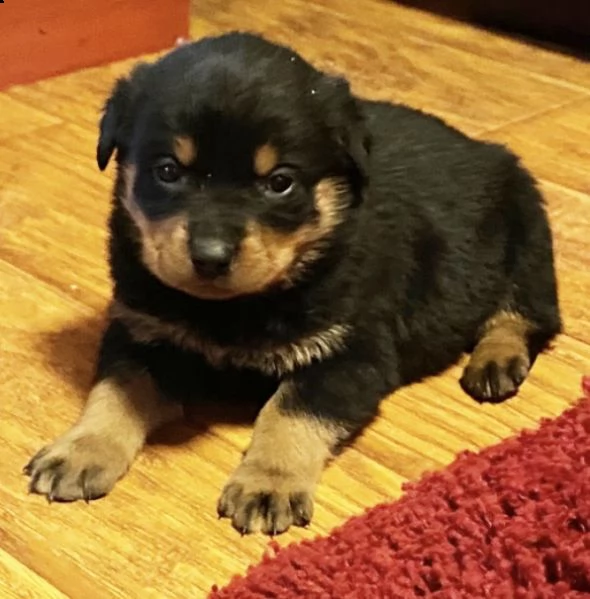 regalo  rottweiler  cuccioli con pedigree