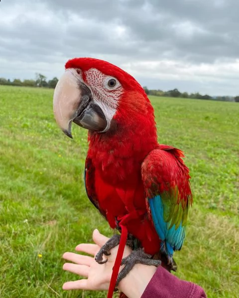 pappagalli.amazone | Foto 1
