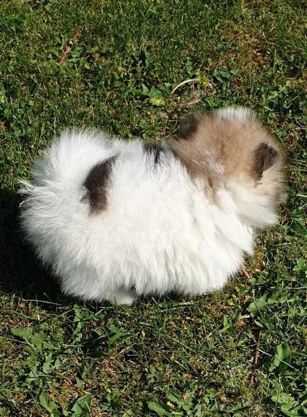 stupendi cuccioli di volpino di pomerania | Foto 0