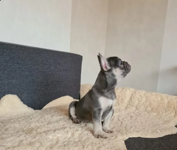 cuccioli bulldog bouledogue francese | Foto 1